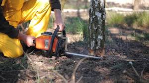 Best Hazardous Tree Removal  in Bayview, CA